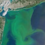 A NASA satellite image of A 2015 algae bloom in the Atlantic Ocean.