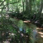 Bickley Stream Restoration
