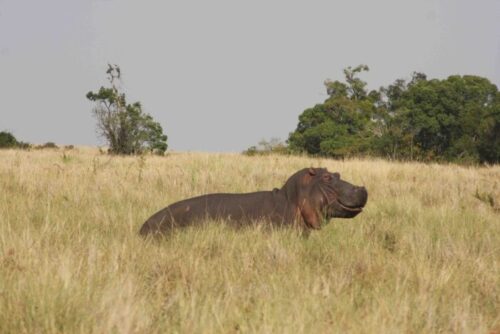 hippo in the savanna