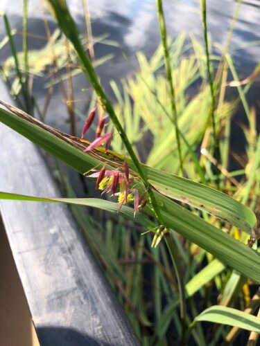 Manoomin (wild rice) growing in the Great Lakes’ coastal wetlands.