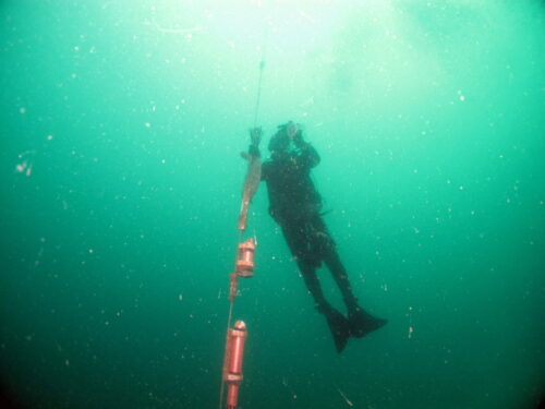 Image captured of diver using PME Cyclops-7 with miniDOT Logger at Arabian Gulf Coastal study