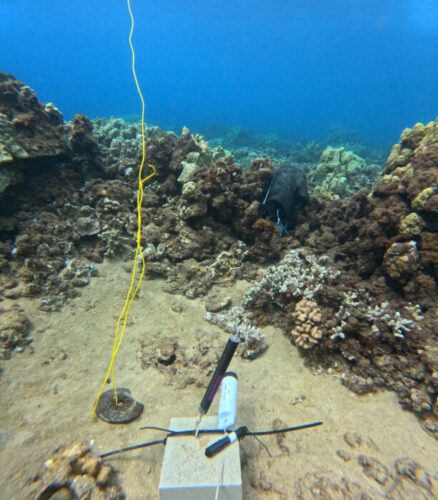 miniDOT Logger seen underwater