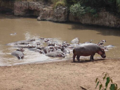 group of hippos
