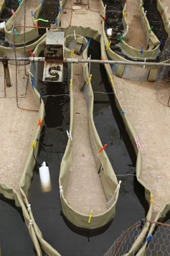 Image captured of artificial river research rigs simulated various conditions in the Mara River.