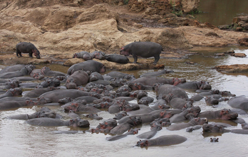 Image captured of numerous hippopotami live on the Mara River.