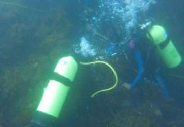 Image captured of divers placing PME miniDOT Sensors at the Guadalupe Island community.