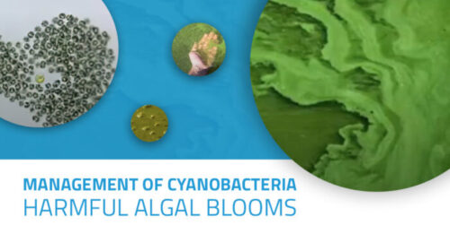 management of cyanobacteria harmful algal blooms blog graphic