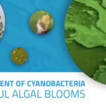 A rectangular graphic with four differently sized circle images displaying algae blooms on a blu background. ona. white background at the bottom, words read, "Management of Cyanobacteria Harmful Algal Blooms."