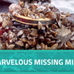 Zebra mussels attached to miniDOT Logger. Text overlay says, "The Marvelous Missing miniDOT®."