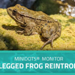 Graphic with an image of a red legged frog and a text overlay that says, "miniDOTs® Monitor CA Red-Legged Frog Reintroduction."