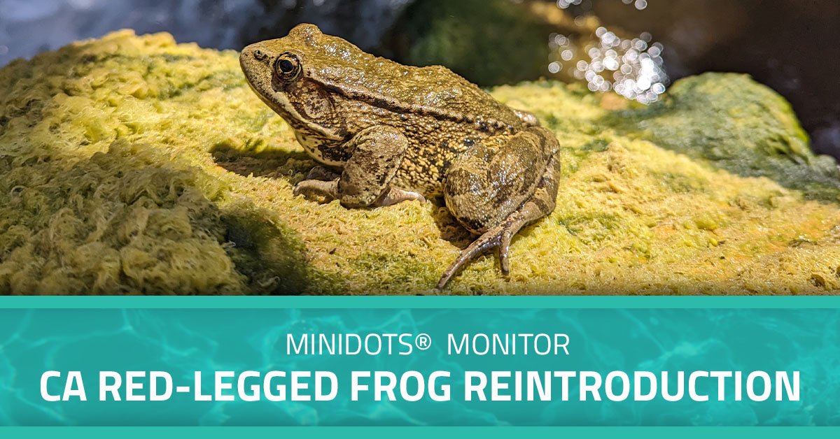 Graphic with an image of a red legged frog and a text overlay that says, "miniDOTs® Monitor CA Red-Legged Frog Reintroduction."
