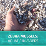 Image of a hand holding zebra mussels with text overlay. The overlay says, "Zebra Mussels: Aquatic Invaders."