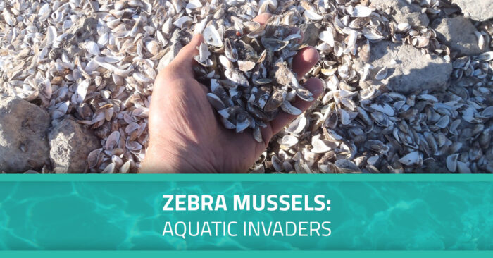 Image of a hand holding zebra mussels with text overlay. The overlay says, "Zebra Mussels: Aquatic Invaders."