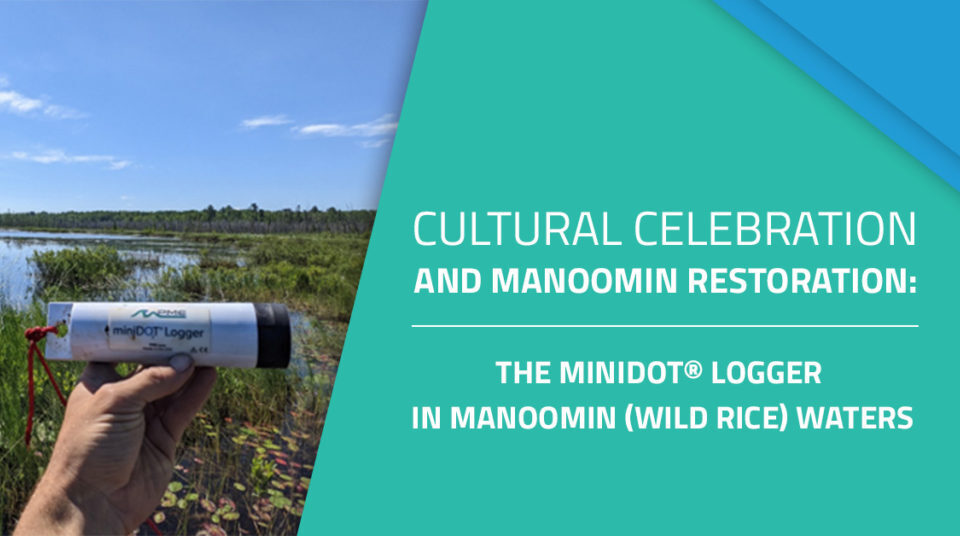 Graphic image showing the miniDOT® logger in the Great Lakes’ coastal wetlands. The graphic is an image on the left side and on the right side there is text that reads, "Search Query What are you looking for? Cultural Celebration and Manoomin Restoration: The miniDOT® Logger in Manoomin (Wild Rice) Waters."