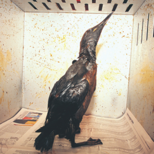 Bird being treated after an oil spill to encourage support of the California Department Fish and Wildlife.