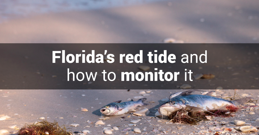 Fish affected by the red tide, originating areas where waters have poor nutrient levels with opaque overlay of text stating “Florida’s red tide and how to monitor it.”