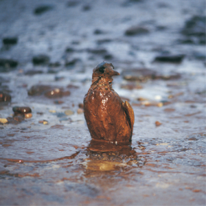 Bird covered in oil as a result of an oil pipeline burst in California.