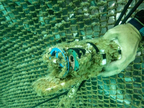 Dirty tchain and minidot wiper underwater in a net