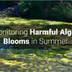 Harmful algal bloom (HAB), colonies naturally occurring during late summer in aquatic ecosystems.