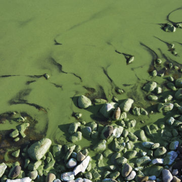 Harmful algal bloom (HAB), colonies naturally occurring in the Chesapeake Bay ecosystem.