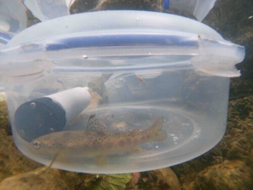 Brown trout seen with the miniDOT Logger.