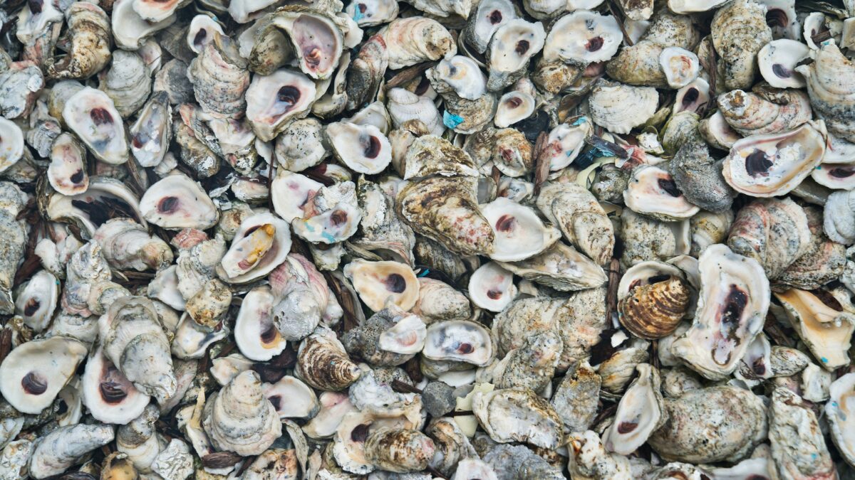 Graphic displaying a cluster of oysters