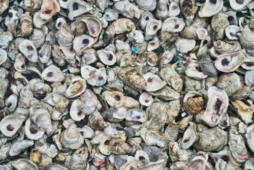 Graphic displaying a cluster of oysters