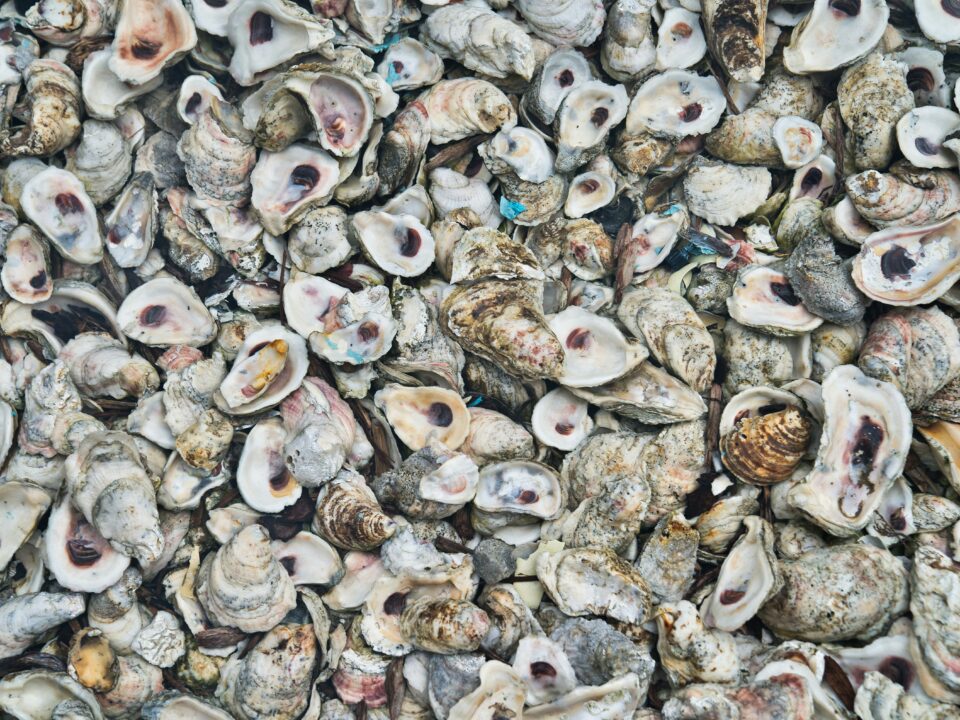 Graphic displaying a cluster of oysters