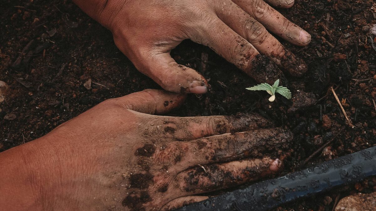 Graphic displaying hands in dirt surrounding a plant.