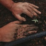 Graphic displaying hands in dirt surrounding a plant.