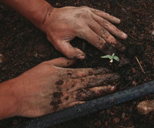 Graphic displaying hands in dirt surrounding a plant.