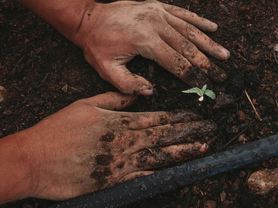 Graphic displaying hands in dirt surrounding a plant.