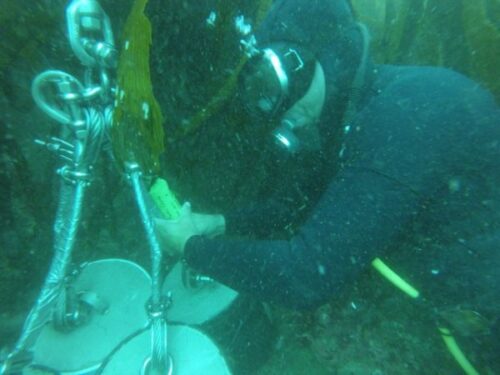 researcher diving in the central Baja California region of Mexico, placing miniDOT Logger at site