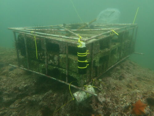 Image of a miniDOT Logger collecting data in a kelp forest in the sea