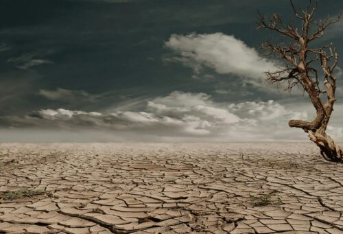 graphic of desert in drought with dead tree