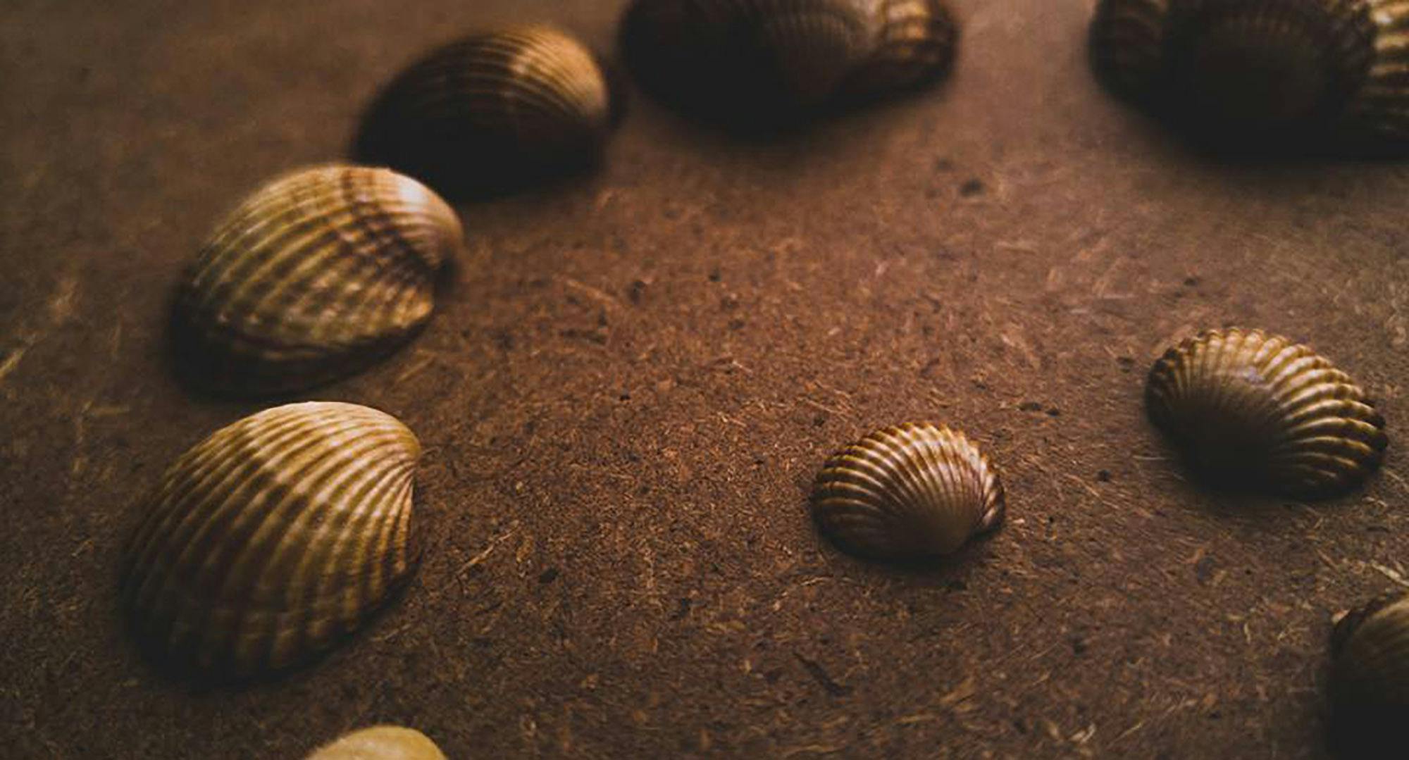 Graphic of white abalone shells on sand