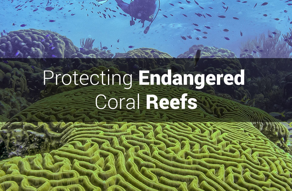 Green coral reef underwater with text overlay, "Protecting Endangered Coral Reefs."